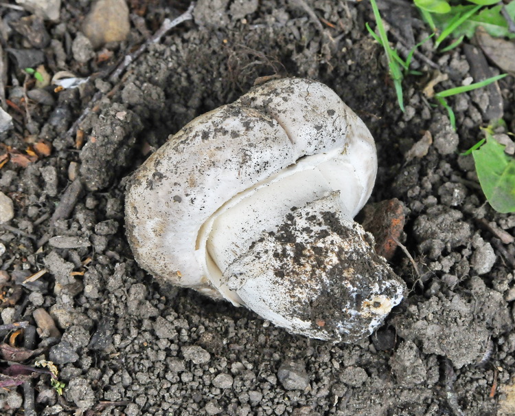 Un Agaricus dal Nord Inghilterra